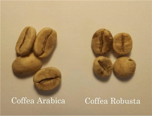 An Analysis of the Pros and Cons of Robusta Beans | A Complete Guide to Espresso Blends and Everyday Use