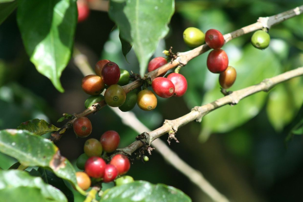 How to Distinguish Honey-Processed Coffee? Understand Yellow, Red, and Black Grades – Flavor, Price, and Processing Steps All at Once