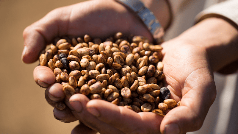 What’s the difference between honey processing and sun-drying? An in-depth analysis of raisin honey processing and coffee flavor