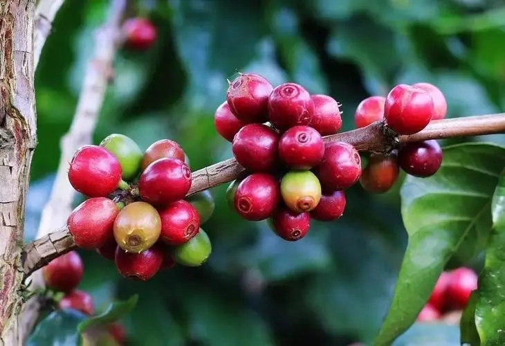 A Complete Guide to Coffee Bean Varieties: Arabica vs Robusta, and an Introduction to Pour Over Coffee Flavors