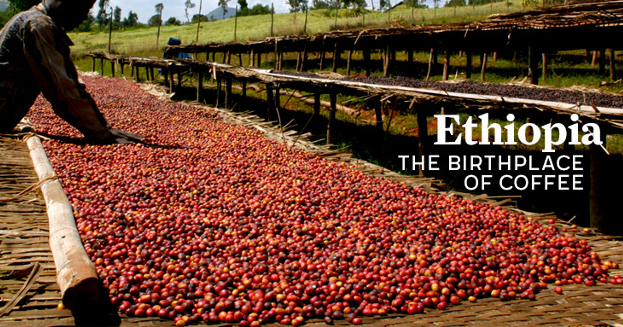 Visiting the Birthplace of Coffee: Kaffa Forest – Pour Over Parameters and Flavor Profile of Wild Arabica
