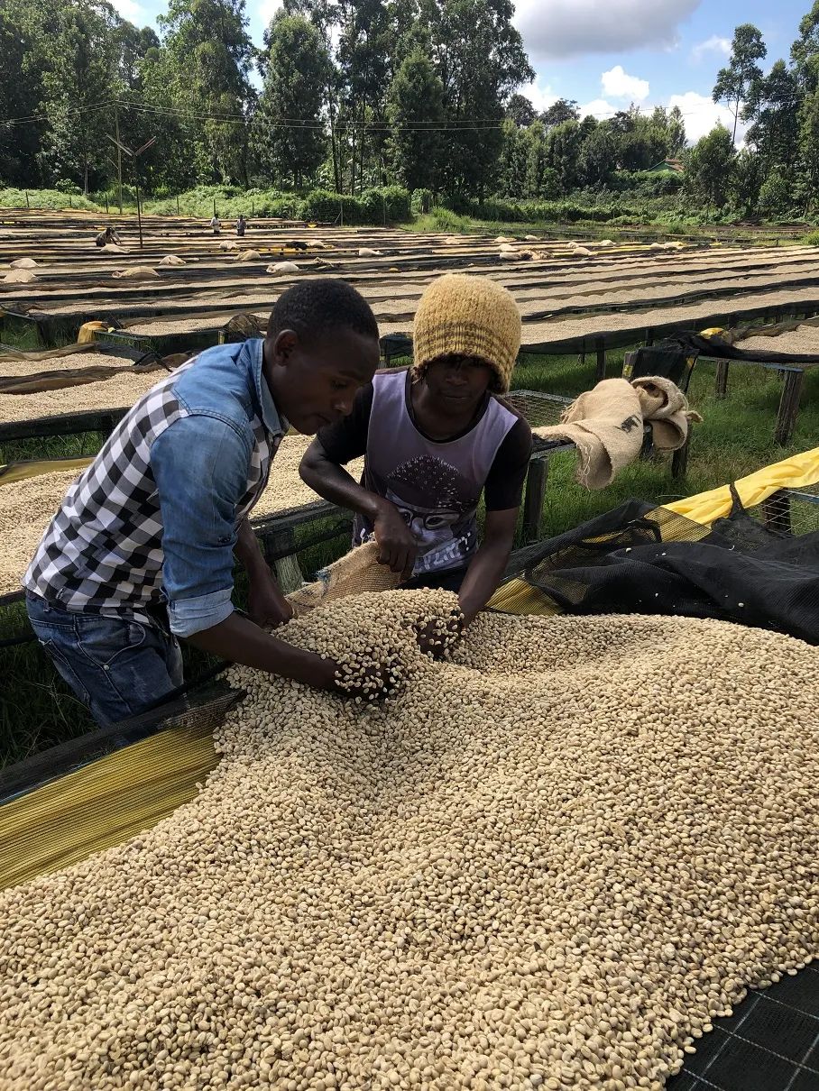Complete Guide to Pour Over Brewing with Ethiopian Yirgacheffe Washed Beans: Processing Method Analysis, Flavor Profile, and Brewing Parameters