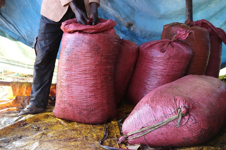 A Complete Guide to Specialty Coffee Bean Harvesting: Hand-Picking Cherries, Floating to Remove Defects & Grading Secrets