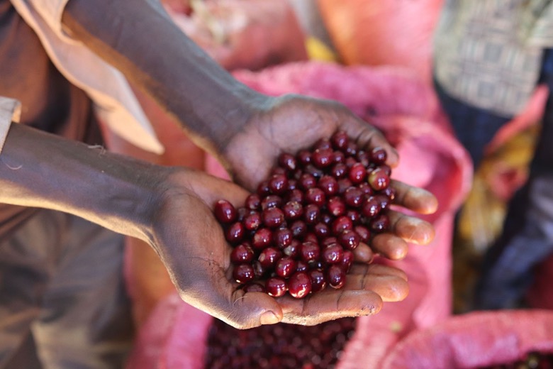 SL28 and SL34 Coffee Varieties Explained: The Secrets of Kenyan Flavor and Pour Over Brewing Tips