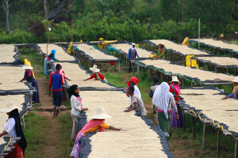 Kenya K72 Double Washed Process: Decoding Its Bright Acidity and Extraction Secrets