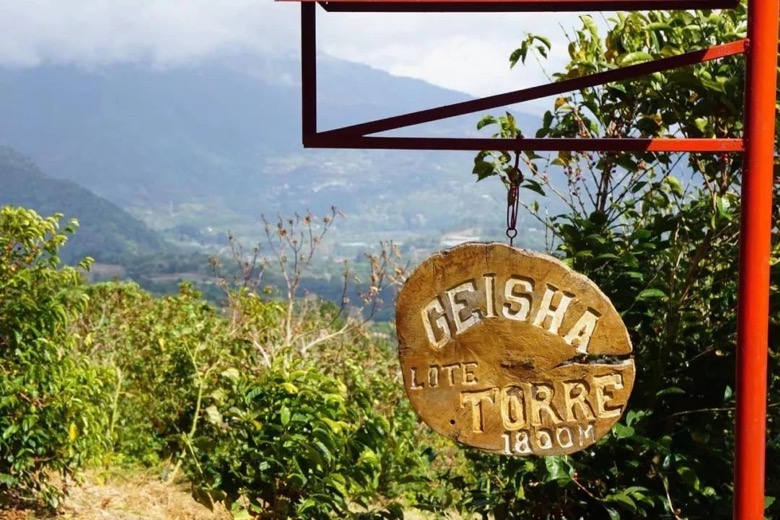 Panama Elida Geisha Bean Review: Washed, 96.25 Points — High-Altitude Cultivation Practical Analysis