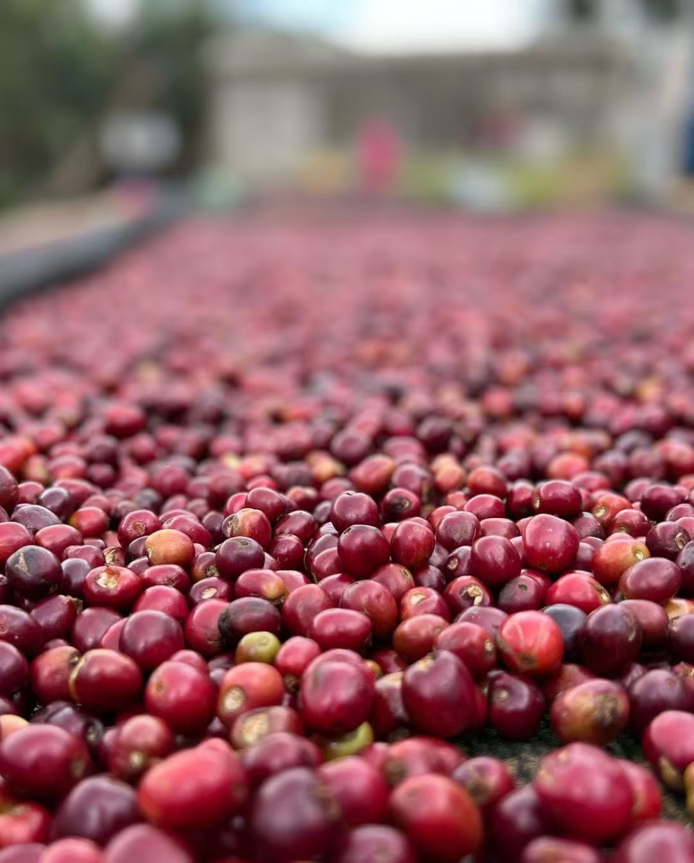 Complete Guide to Ethiopian Coffee Regions: Exploring Native Varieties, Processing Methods, and Flavor Profiles
