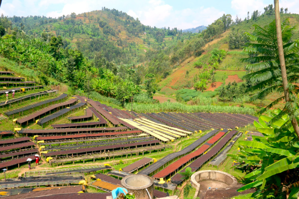 A Complete Guide to Ethiopian Yirgacheffe G1 Natural Beans: Red Cherry Flavor and Processing Techniques
