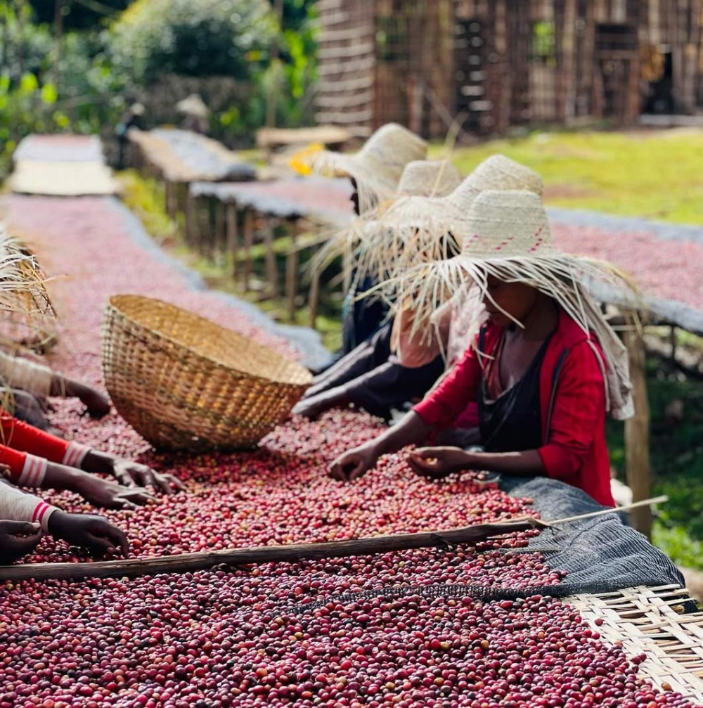 A Complete Guide to Ethiopian Yirgacheffe G1 Natural Beans: Red Cherry Flavor and Processing Techniques