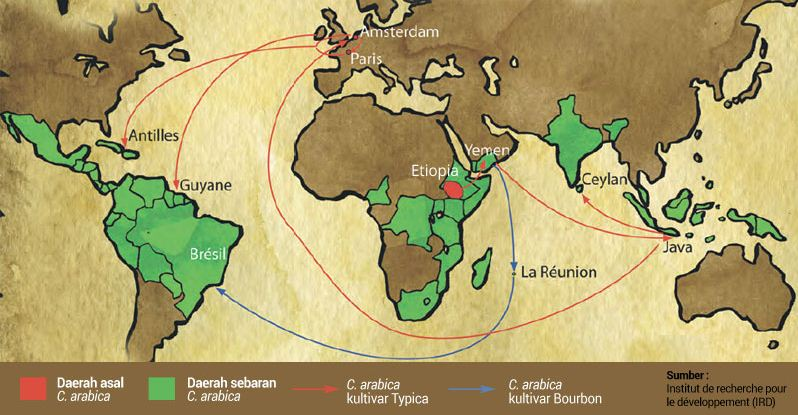 Decoding the Flavors of Asian Specialty Coffee Beans: The Characteristics of Yunnan Beans and a Comparison with Southeast Asian Origins