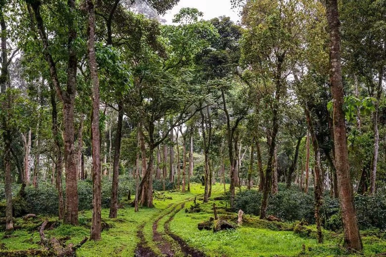 Explore Niche Coffee Regions: Recommended Pour Over Beans with Unique Flavors and Selection Tips
