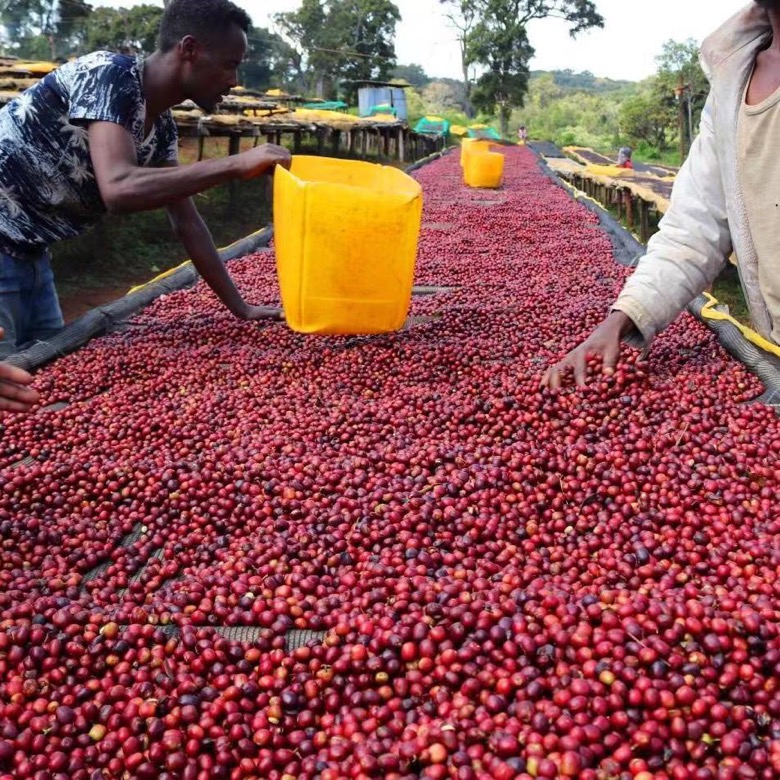 Pour Over Coffee Bean Buying Guide: Selecting the Right Flavor Beans Based on Drinking Habits and Budget