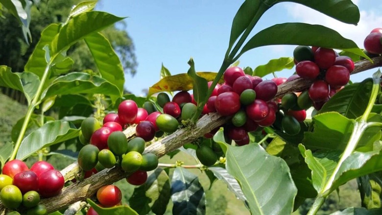 How to Choose Yirgacheffe? A Complete Guide from Flavor Identification to Brewing Parameters
