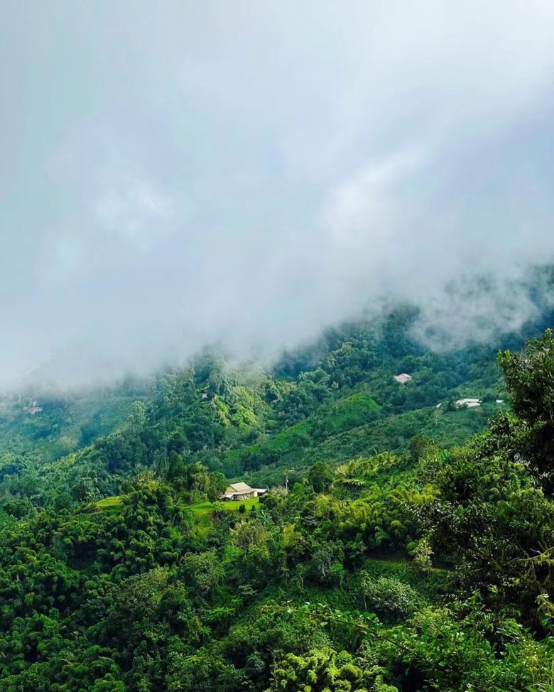 Recommended Blue Mountain-style Coffee | Brewing Guide for Certified Beans and Affordable Alternatives