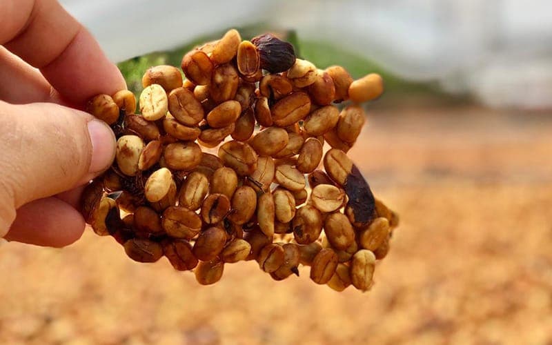 Practical Buying Guide: How to Choose High-Value Italian Blends? Understand Everything from Flavor to Brewing