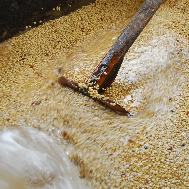 Recommended SOE Coffee Beans | Beginner's Guide to Selection and Brewing Parameters