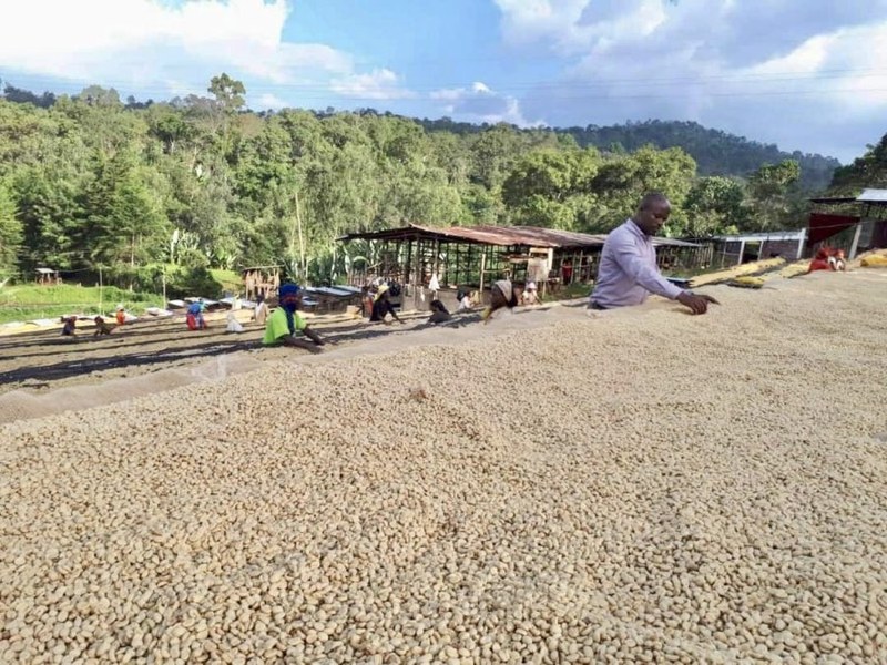 Affordable & Delicious Coffee Bean Recommendations | A Complete Guide to Bean Selection & Brewing Parameters for Beginners' Pour Over