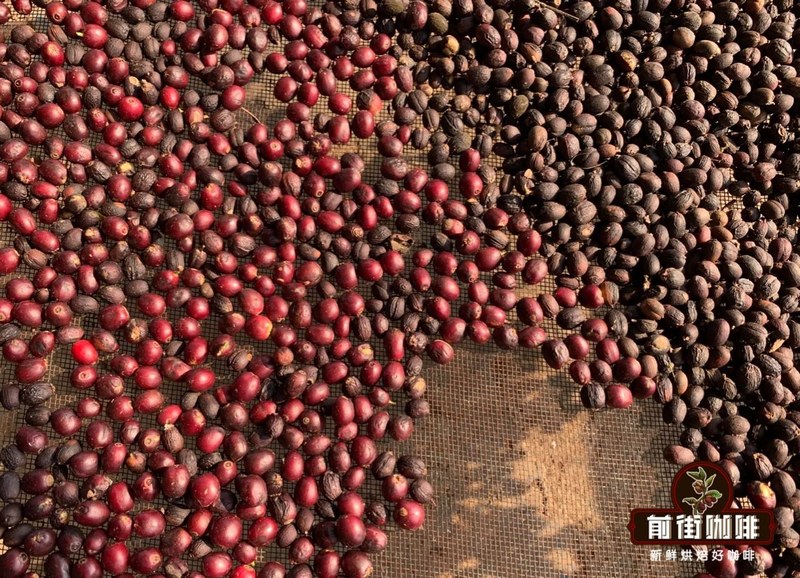 Sun-Dried Coffee Bean Buying Guide: Budget, Flavor, and Everyday Brewing Practice