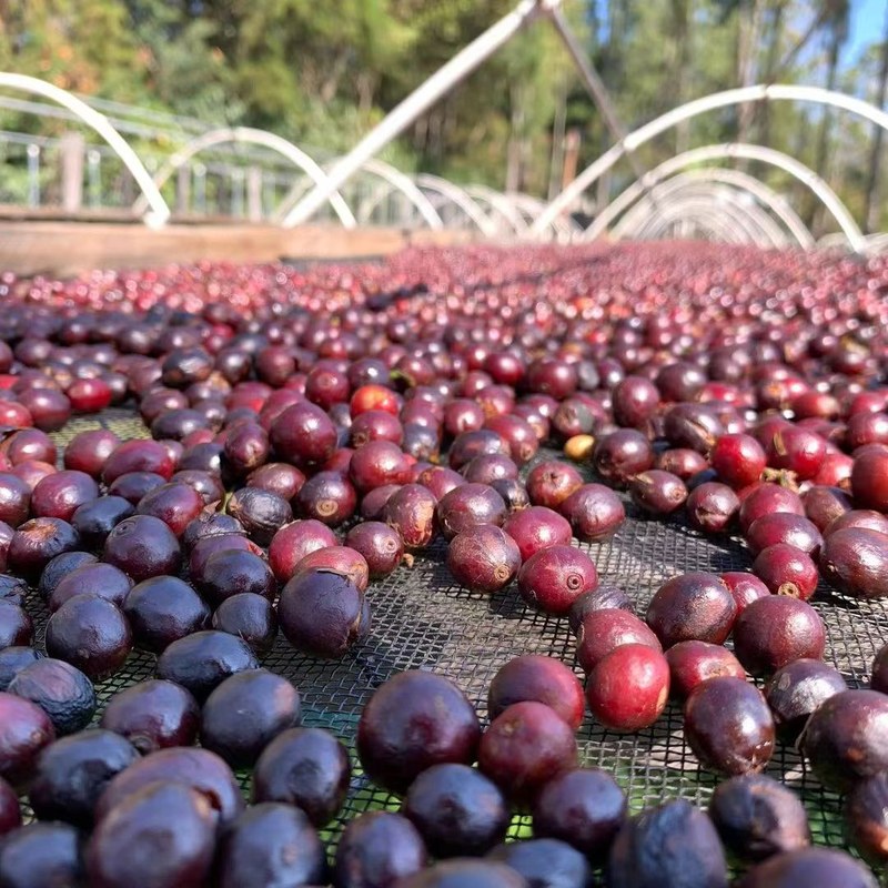 Home Espresso Machine Bean Selection Guide: How Roast Level Affects Flavor and Extraction?