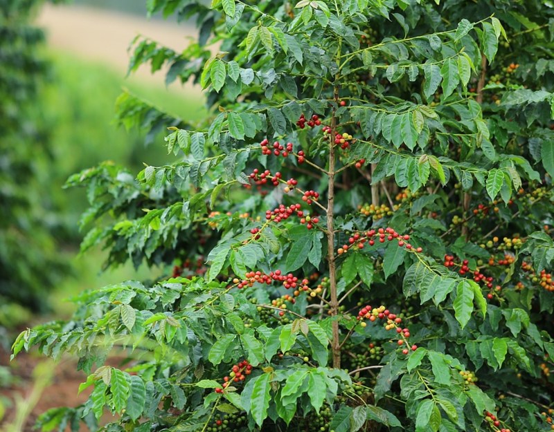 Selecting Americano beans with pronounced sweetness by roast level | A full analysis of flavors and extraction parameters
