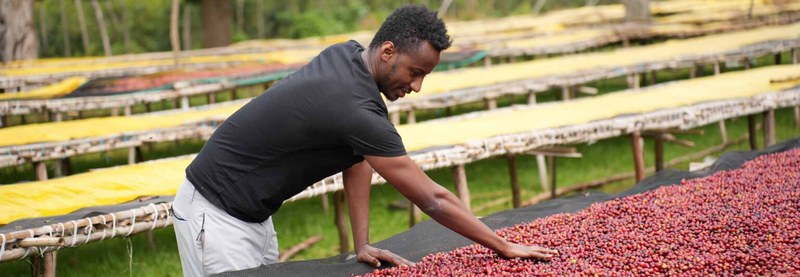 How to choose SOE coffee beans? Select fruity, sweet, or rich flavors by roast level