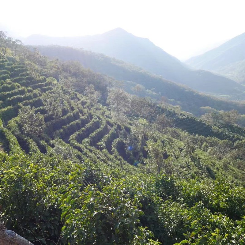 Recommended Coffee Beans for Moka Pots | Selecting Flavor Profiles and Brewing Tips by Roast Level