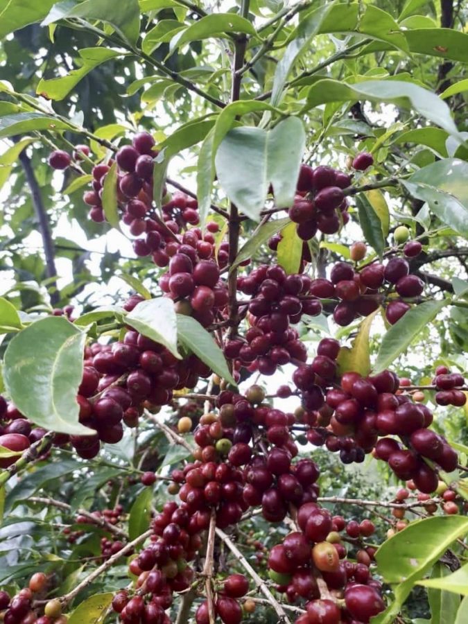 How to Choose the Roast Level of Home Americano Coffee Beans? Understand from Flavor to Brewing All in One Go