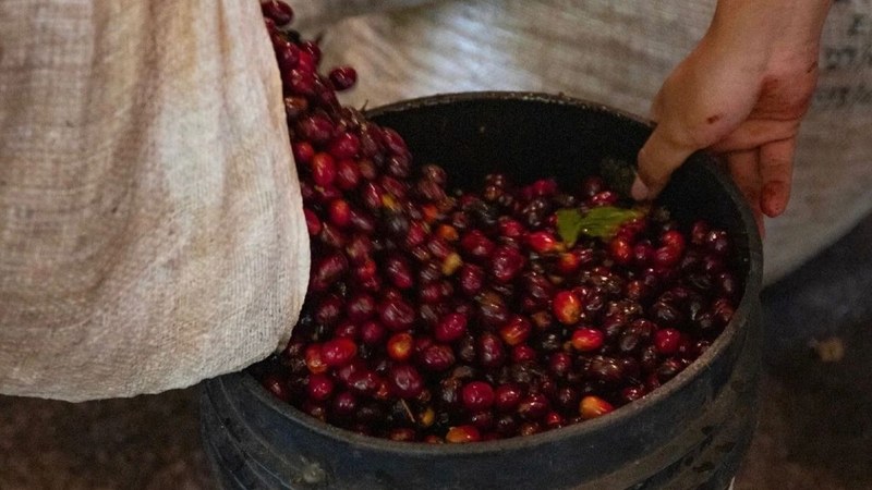 Coffee Bean Recommendations Under $100 | Choose Daily Drinkers by Roast Level — Suitable for Both Pour Over and Espresso