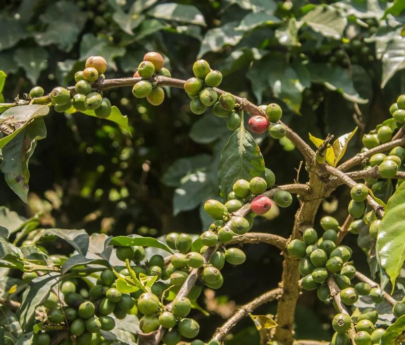 From Light to Dark Roast: How to Choose Pour Over Coffee Beans with Balanced Acidity and Sweetness? A Beginner's Guide