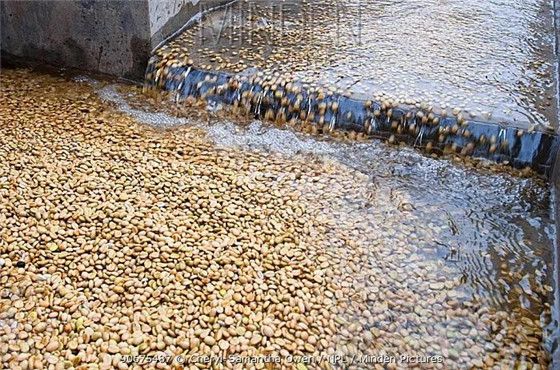 Choosing Low-Acid and Sweet Aftertaste Coffee Beans by Roast Level: An Entry-Level Guide Suitable for Pour Over and Espresso