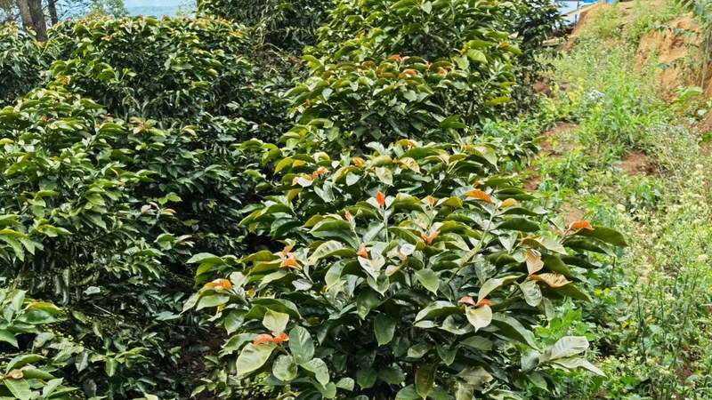 How to Choose Floral-Aroma Coffee Beans? A Complete Guide to Pour Over Parameters and Roast Levels