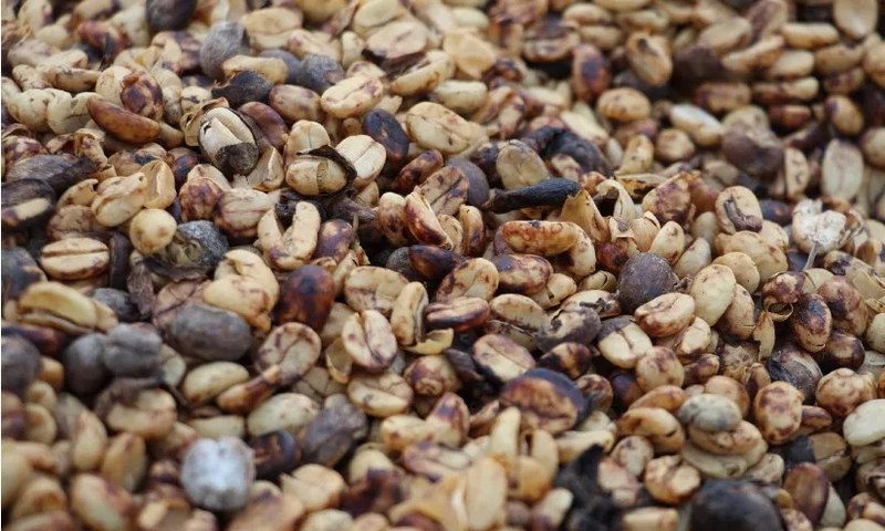 How to Choose Latte Coffee Beans? A Guide to 3 Major Roast Levels and Getting Started