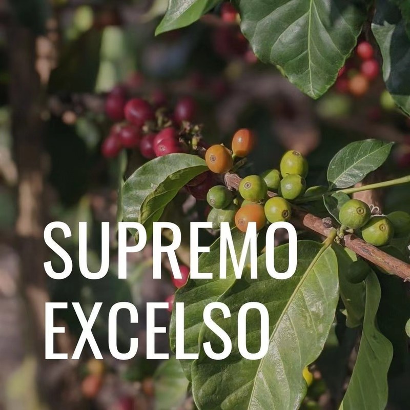 How to Choose the Roast Level of Coffee Beans? Learn to Select the Right Brewing Method for Blends Based on Roast Degree