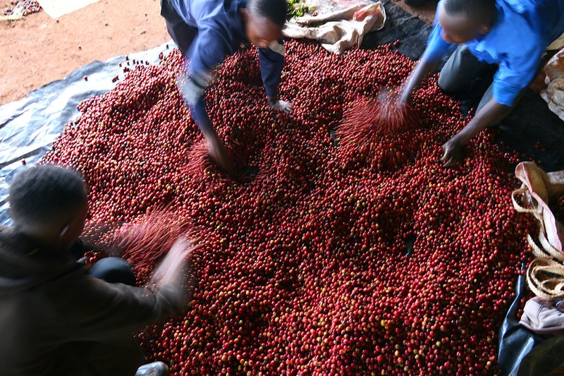 How to choose between dark roast and medium-dark roast espresso beans? A complete guide to flavor differences and brewing recommendations