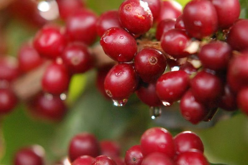 How to choose between dark roast and medium-dark roast espresso beans? A complete guide to flavor differences and brewing recommendations