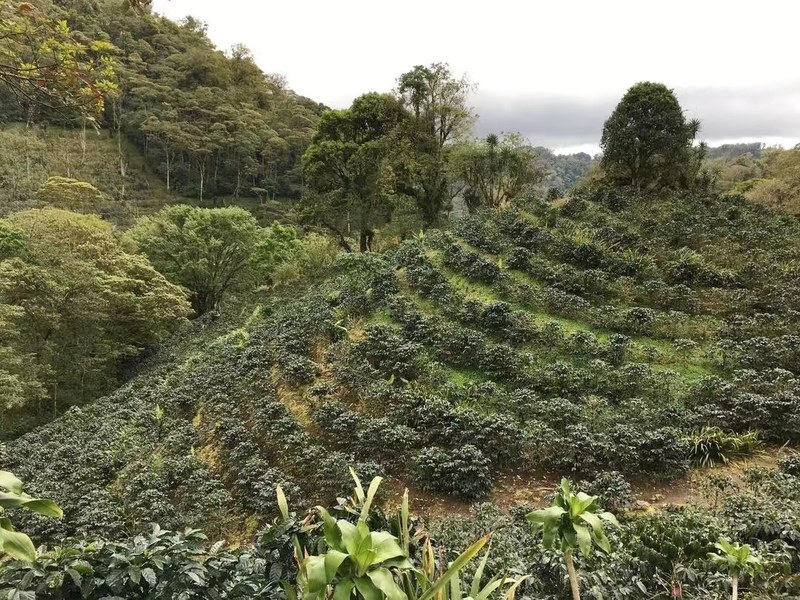 SOE Pour Over Beginner's Guide: Exploring Extraction Parameters and Flavor Profiles Across Light to Dark Roasts