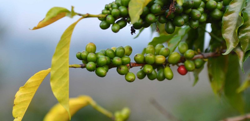How to Choose Low-Acid Moka Pot Beans? Medium-Dark to Dark Roast Recommendations & Brewing Tips