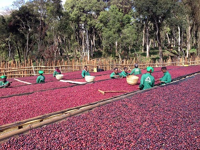 How to Choose Yirgacheffe? A Complete Guide to Bean Roast Levels (Light, Medium, Dark), Sourcing Channels, and Flavor Differences