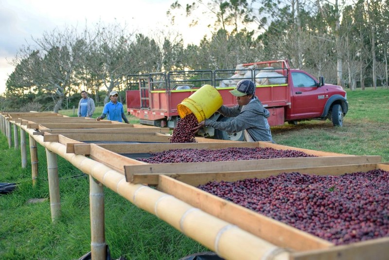 How to choose Yirgacheffe medium-light roast beans? A complete guide to pour over brewing and flavor pairing