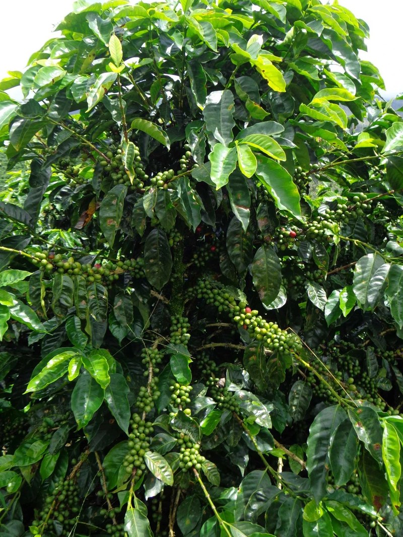 From Light to Dark Roast: How to Choose Your Favorite Floral Coffee Beans by Roast Level