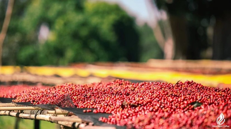 Analysis of the Optimal Enjoyment Period for Medium-Roast Pour Over Beans: A Timeline Guide from Roast Date to Flavor Peak