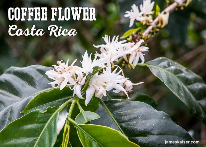Analysis of Flavor Window and Storage Tips for Coffee Beans Suitable for Moka Pots