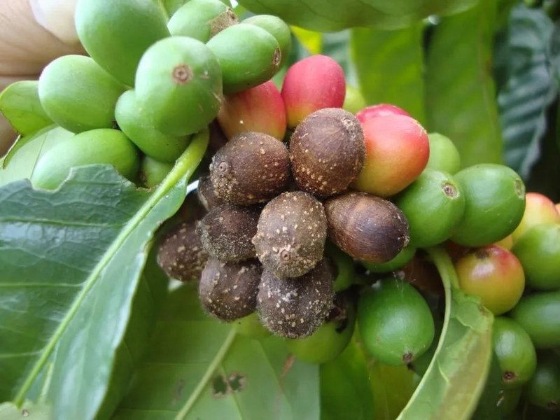 How to choose coffee beans for the moka pot? Master the flavor window and preservation tips