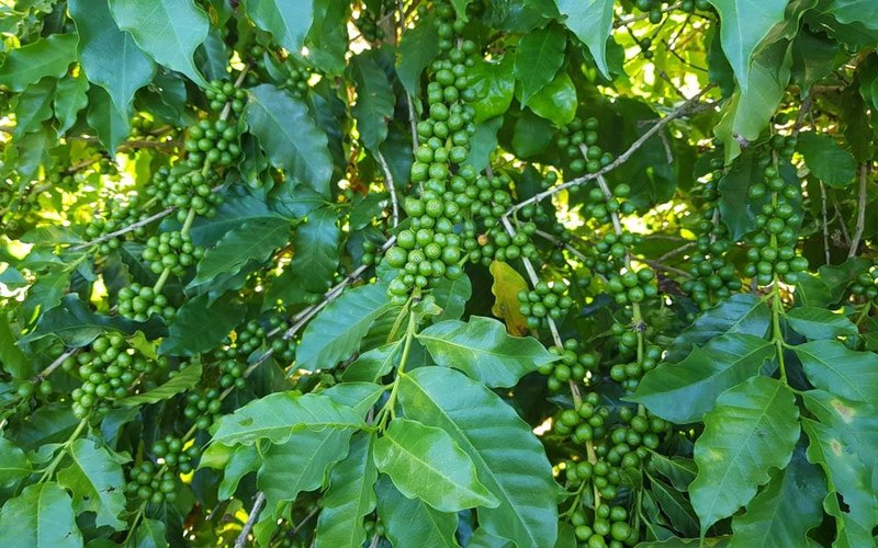 The optimal flavor window and storage tips for home-use Americano coffee beans after opening