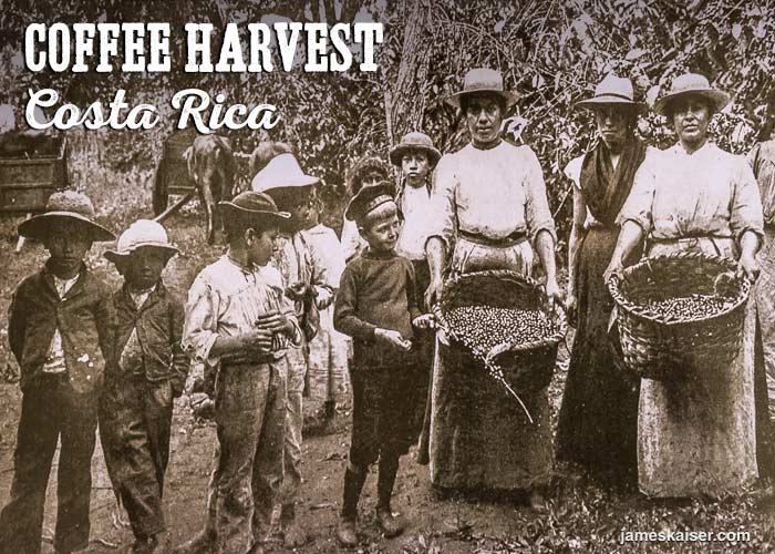 Guide to the Optimal Enjoyment Period and Brewing Timing for Medium-Dark Roast Nutty Cocoa Beans