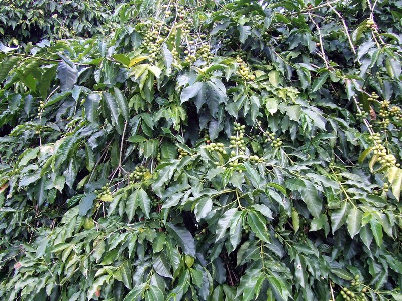 How to Choose Fruit-Aroma Coffee Beans? A Guide to the Optimal Timing from Roasting to Brewing