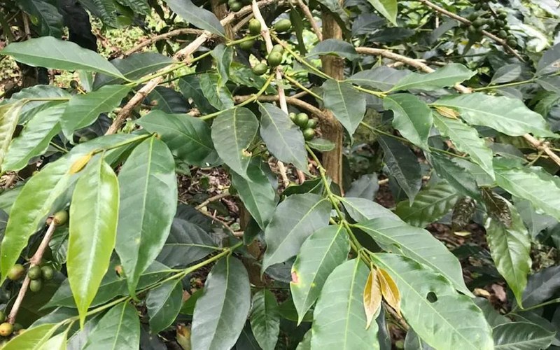 How to Drink Sweetness-Focused Coffee Beans: A Complete Guide to Flavor Changes from Roasting to Opening