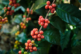 How to Brew Yirgacheffe: A Complete Guide from Roast Date to Optimal Pour Over Timing