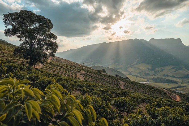 Pour Over Coffee Must-Read: The Complete Timeline from Opening the Bag to Flavor Stability of Floral Beans