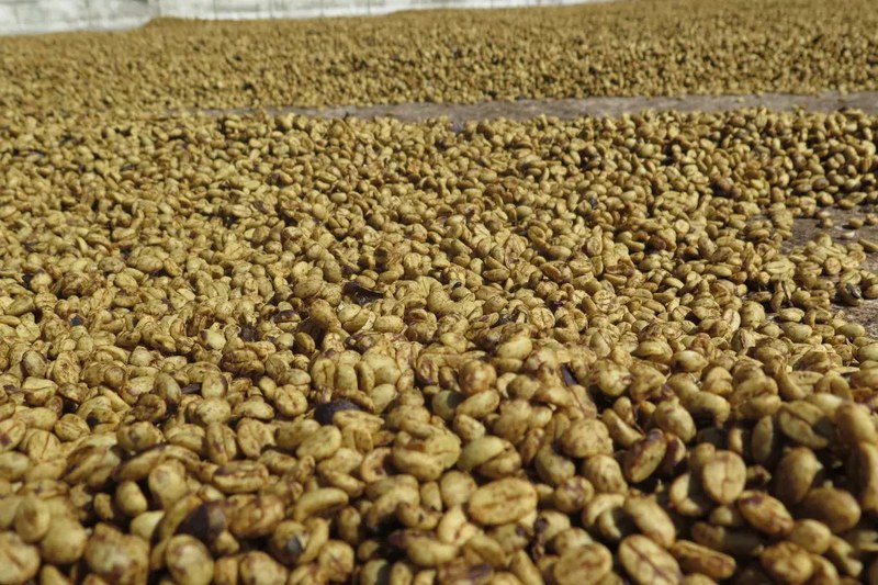 How to Determine the Best Time to Enjoy Your Espresso? A Comprehensive Guide to the Degassing Window and Storage Tips
